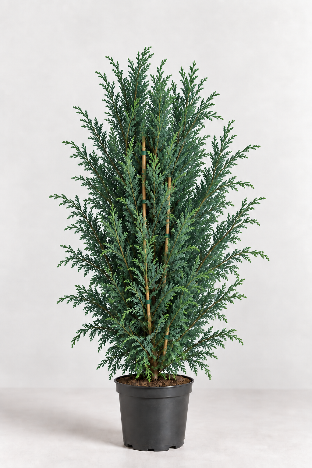 Cypressocyparis Leylanddii 80cm+