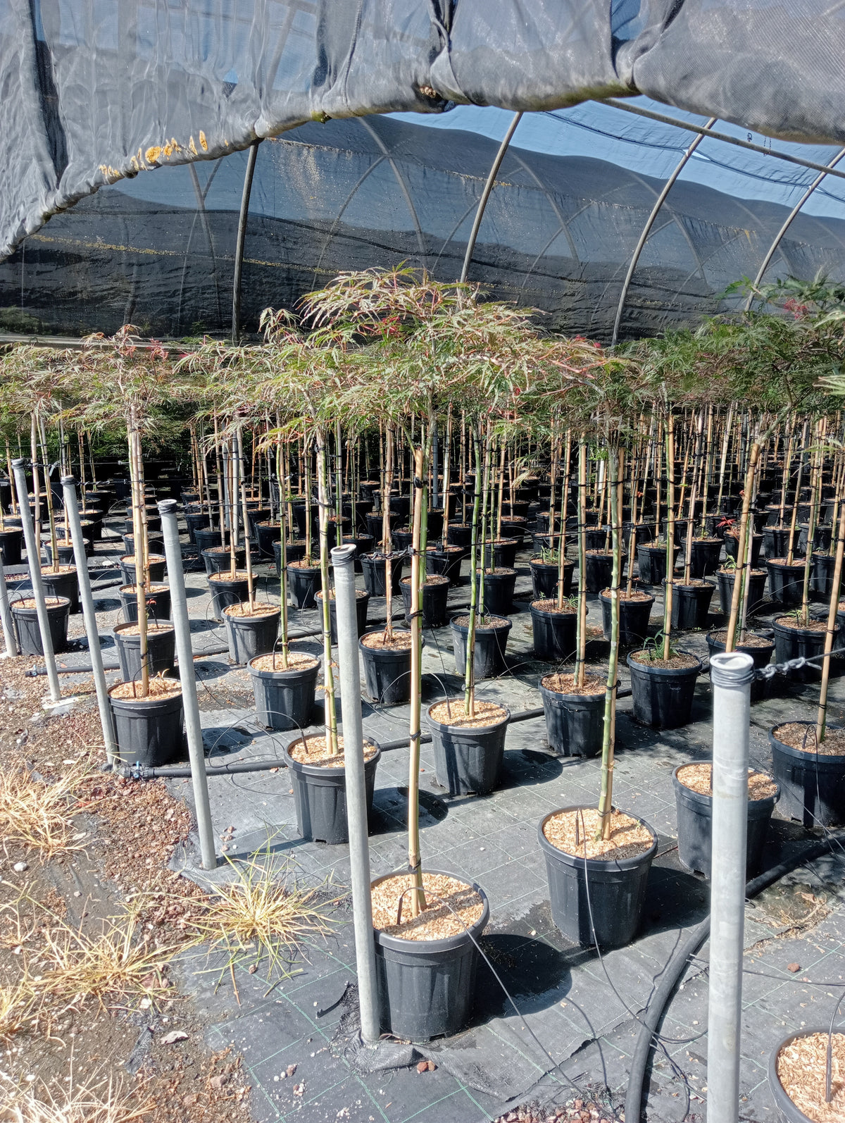 Acer palm. 'Garnet'(Diss. Garnet')