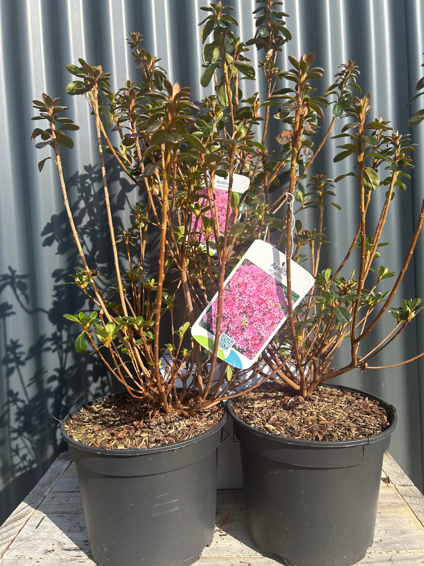 Azalea Japonica