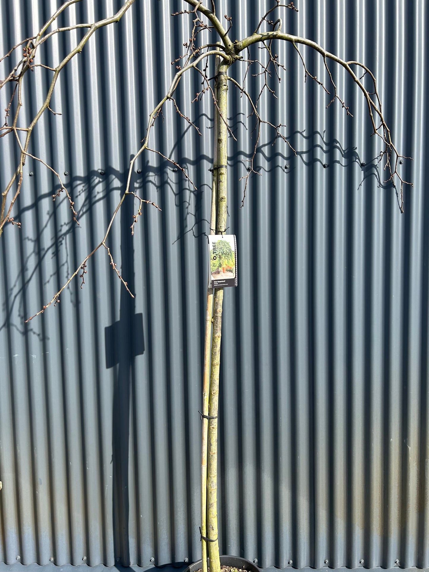 Ulmus 'Campersownii' F Co 15HT 8/10 180cm
