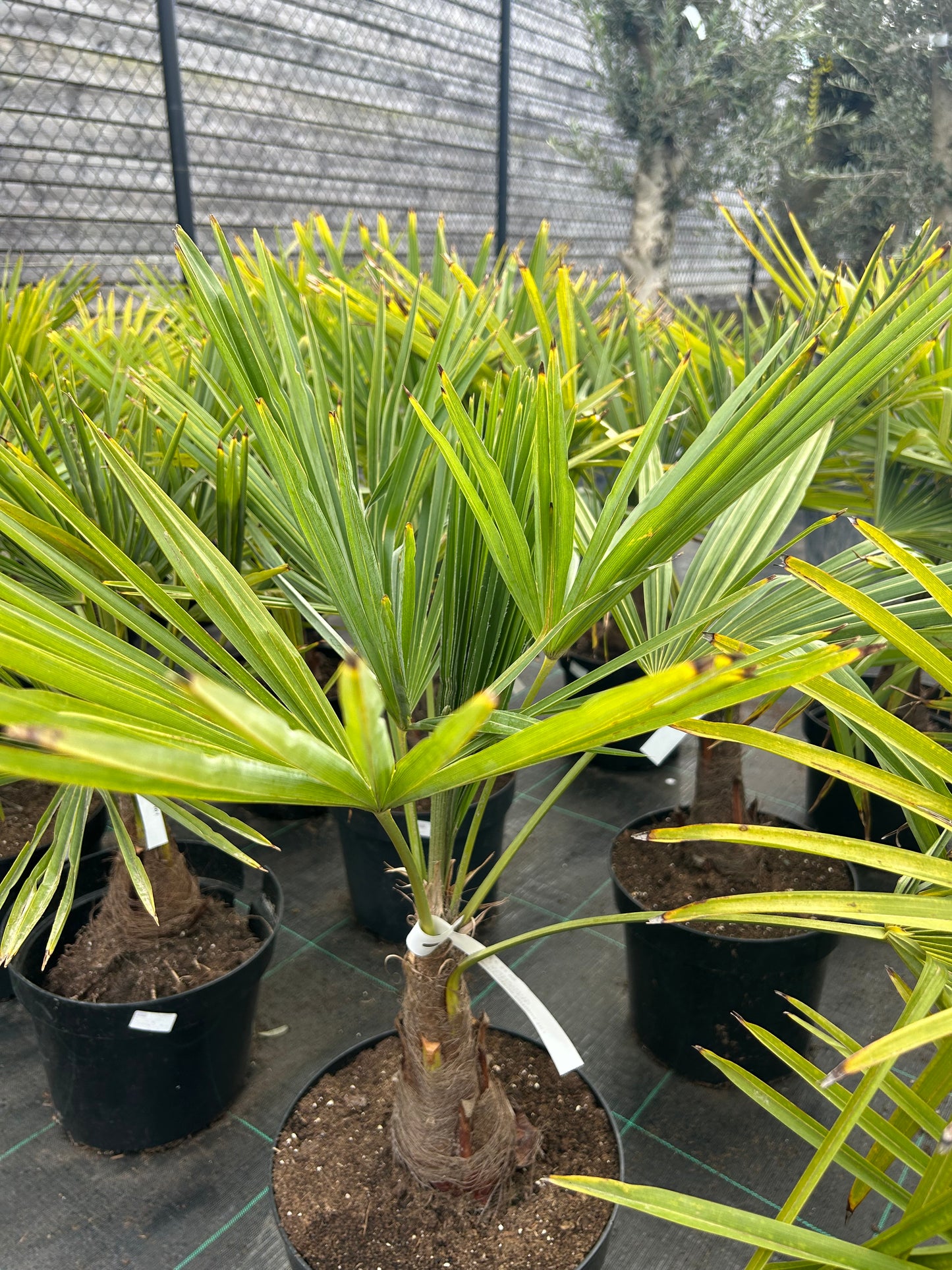 Trachycarpus fortunei 15l