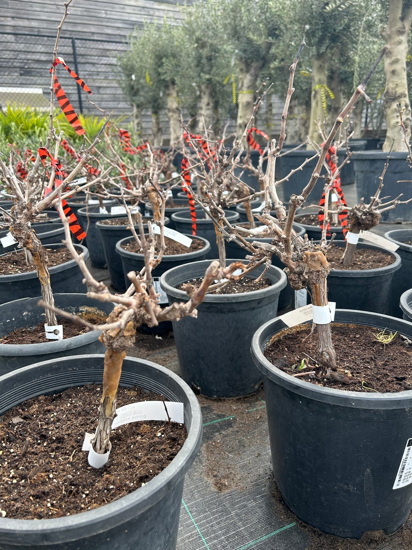 Vitis vinifera Blanca