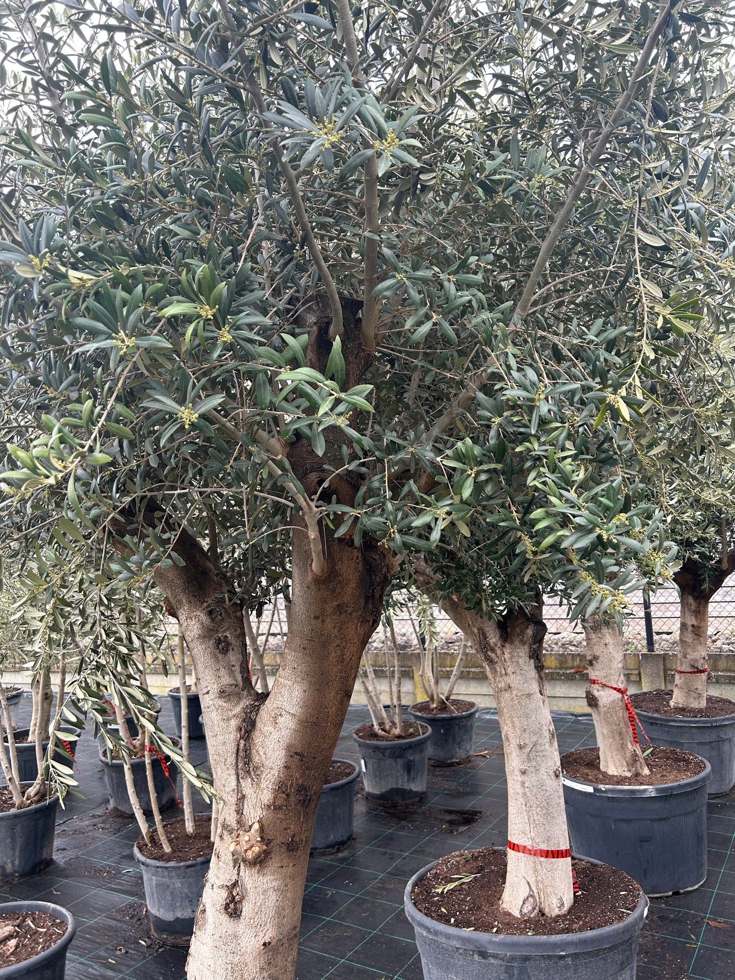 Olea Europaea Compact Big