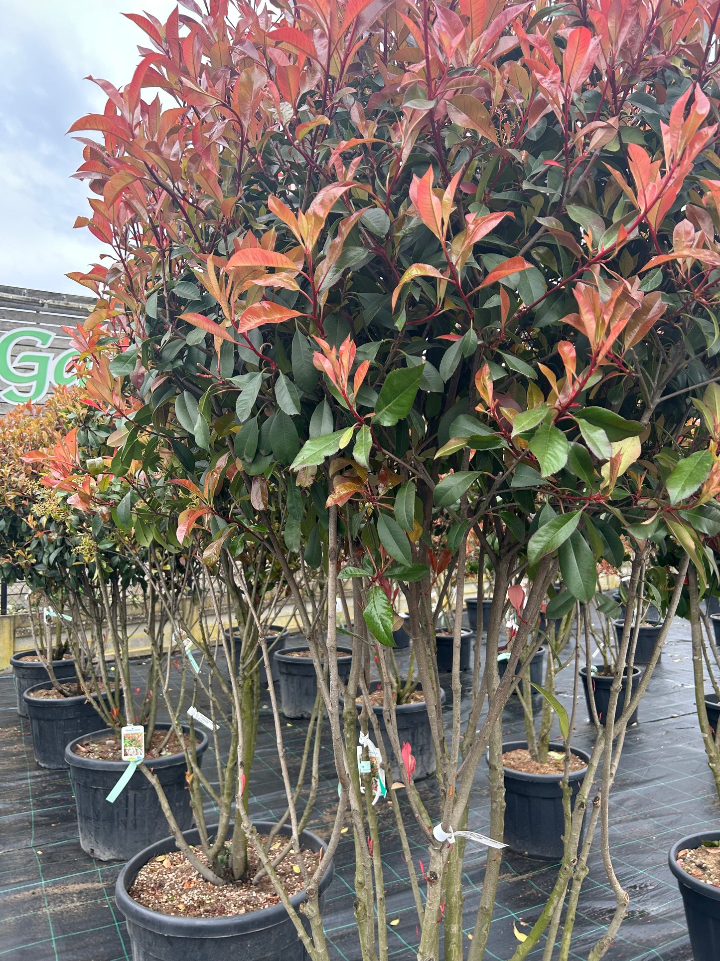 Photinia x fraseri Red Robin 175-200 64/155