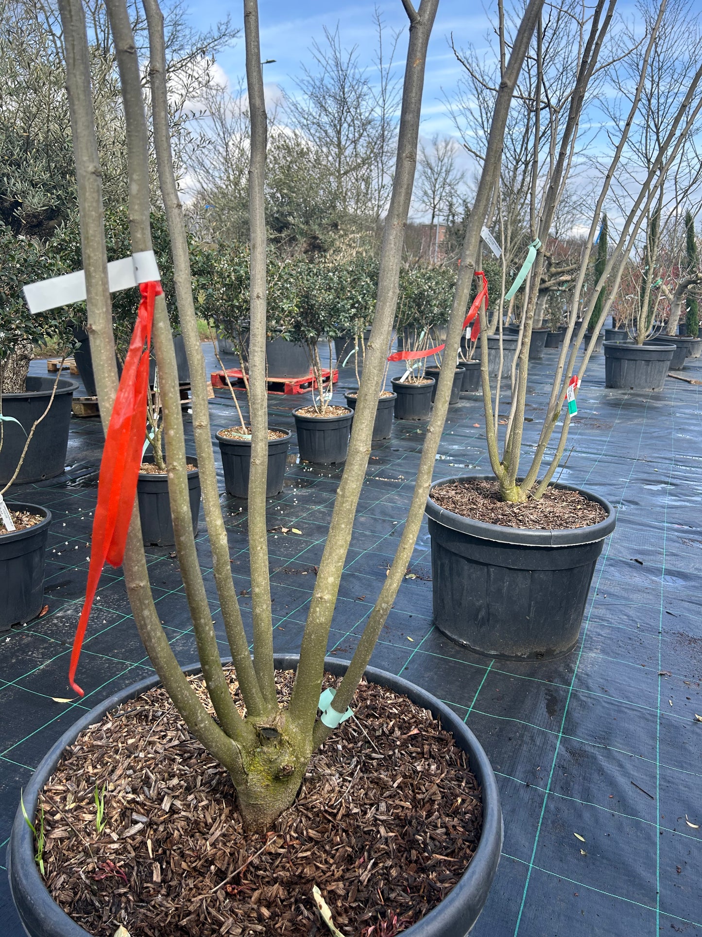 Albizia julibrissin 250+ Multif