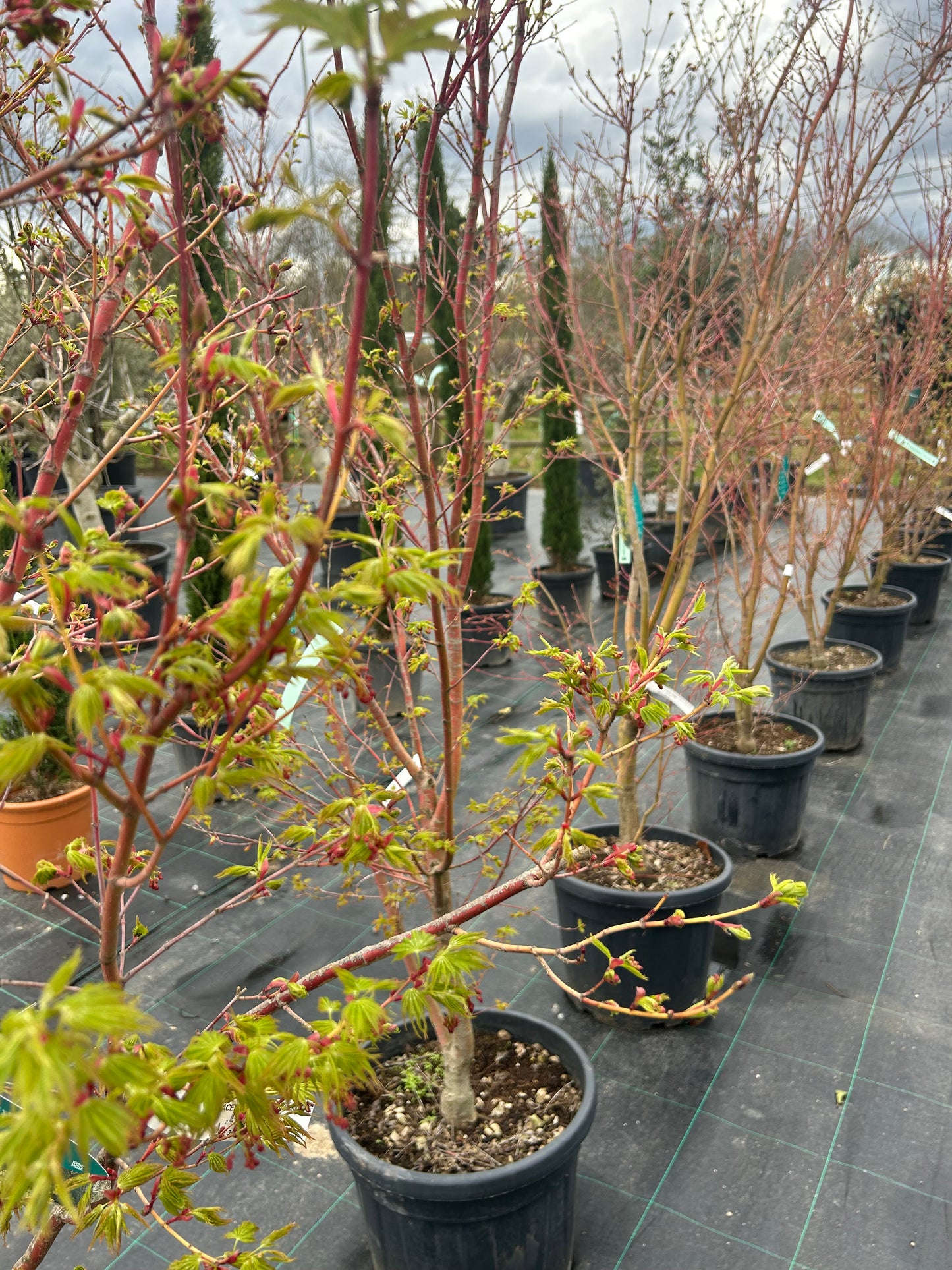 Acer palmatum Sango-kaku