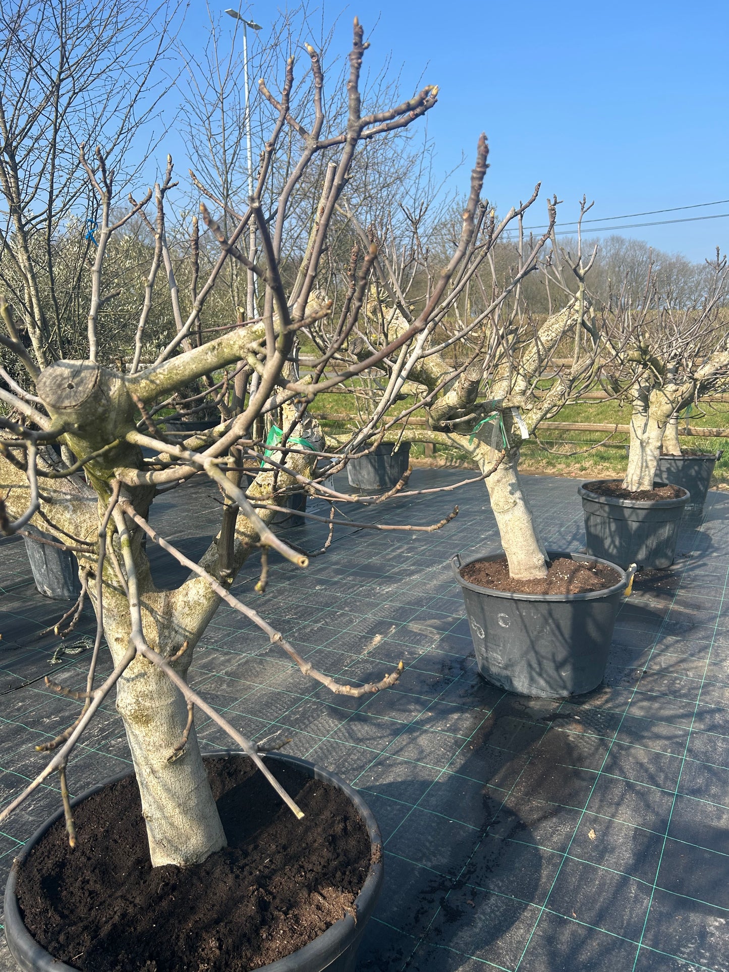 Ficus Carica Prem 30/40