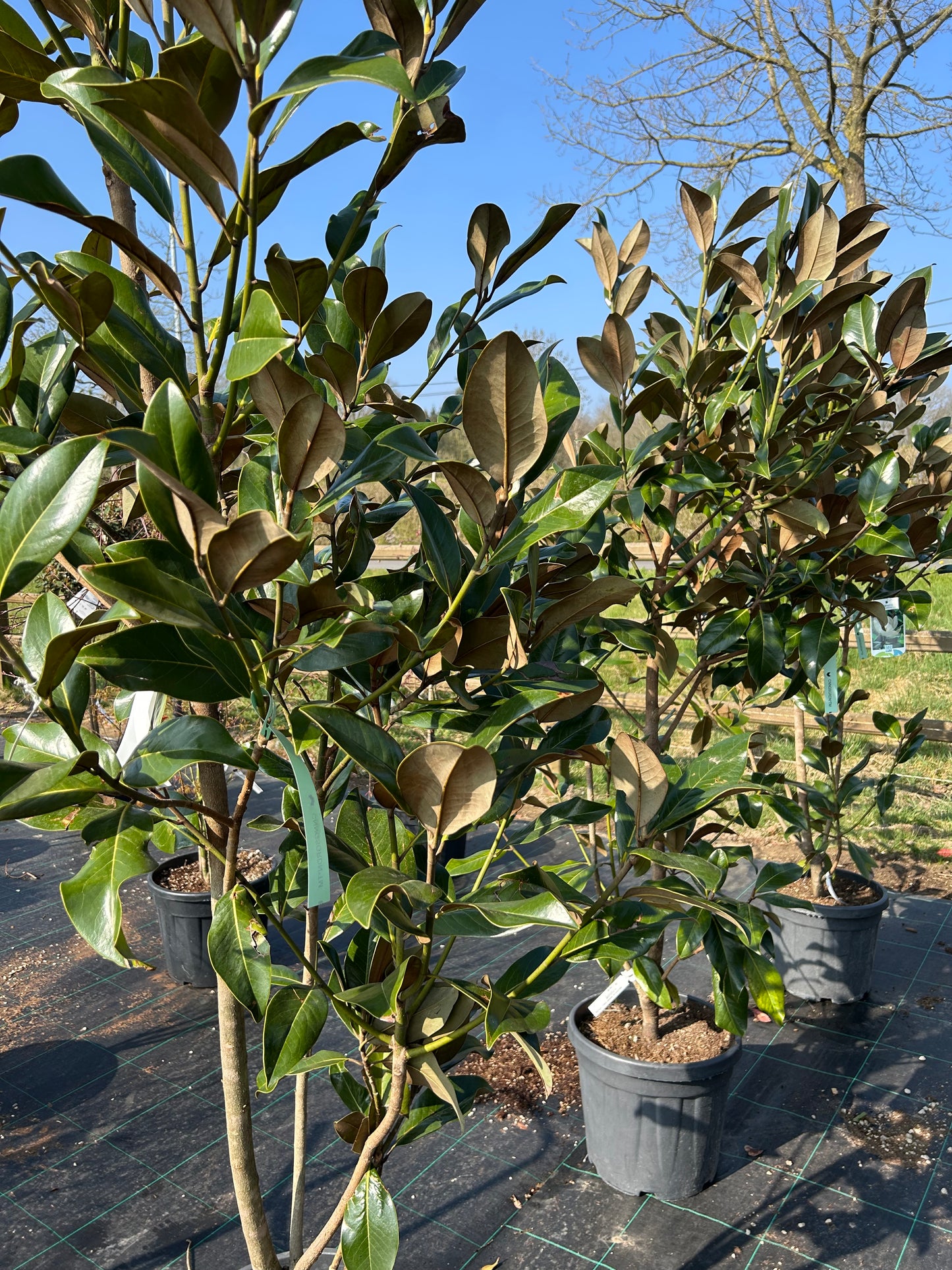 Magnolia grandiflora Gallissonnière 175-200