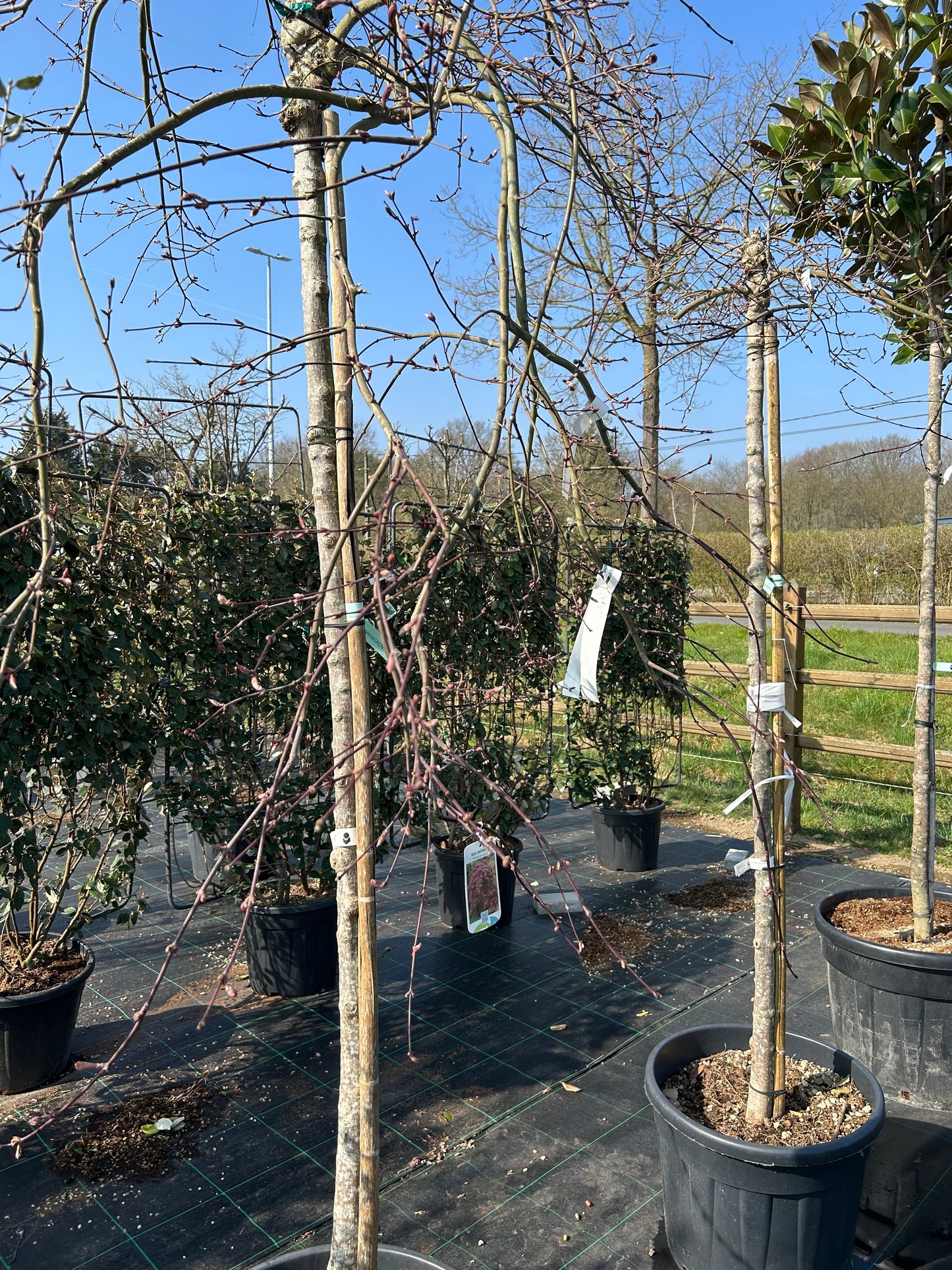 Acer palmatum dissectum Garnet 125-150