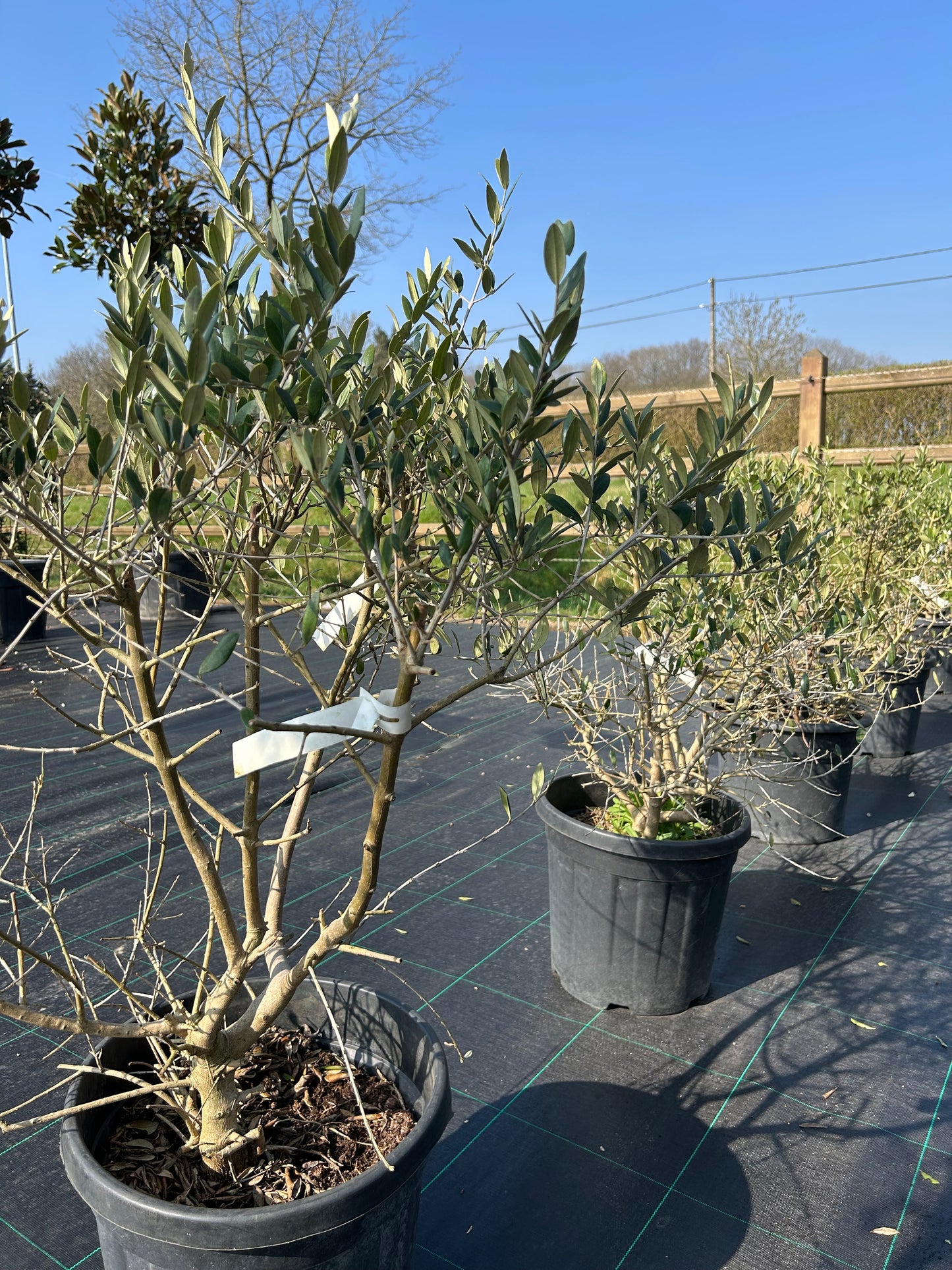 Olea Europaea Bush
