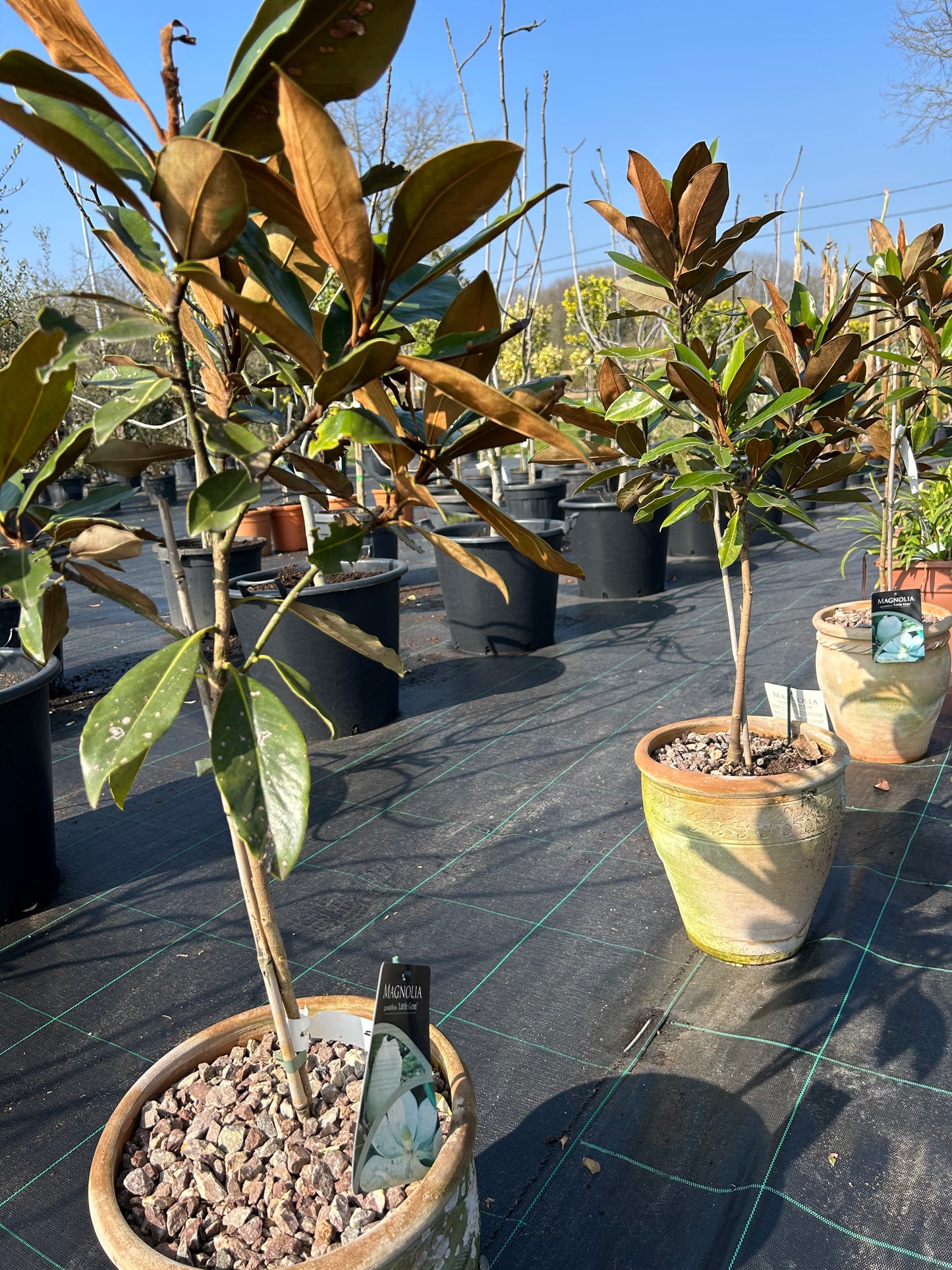 Magnolia grandiflora 'Little Gem'