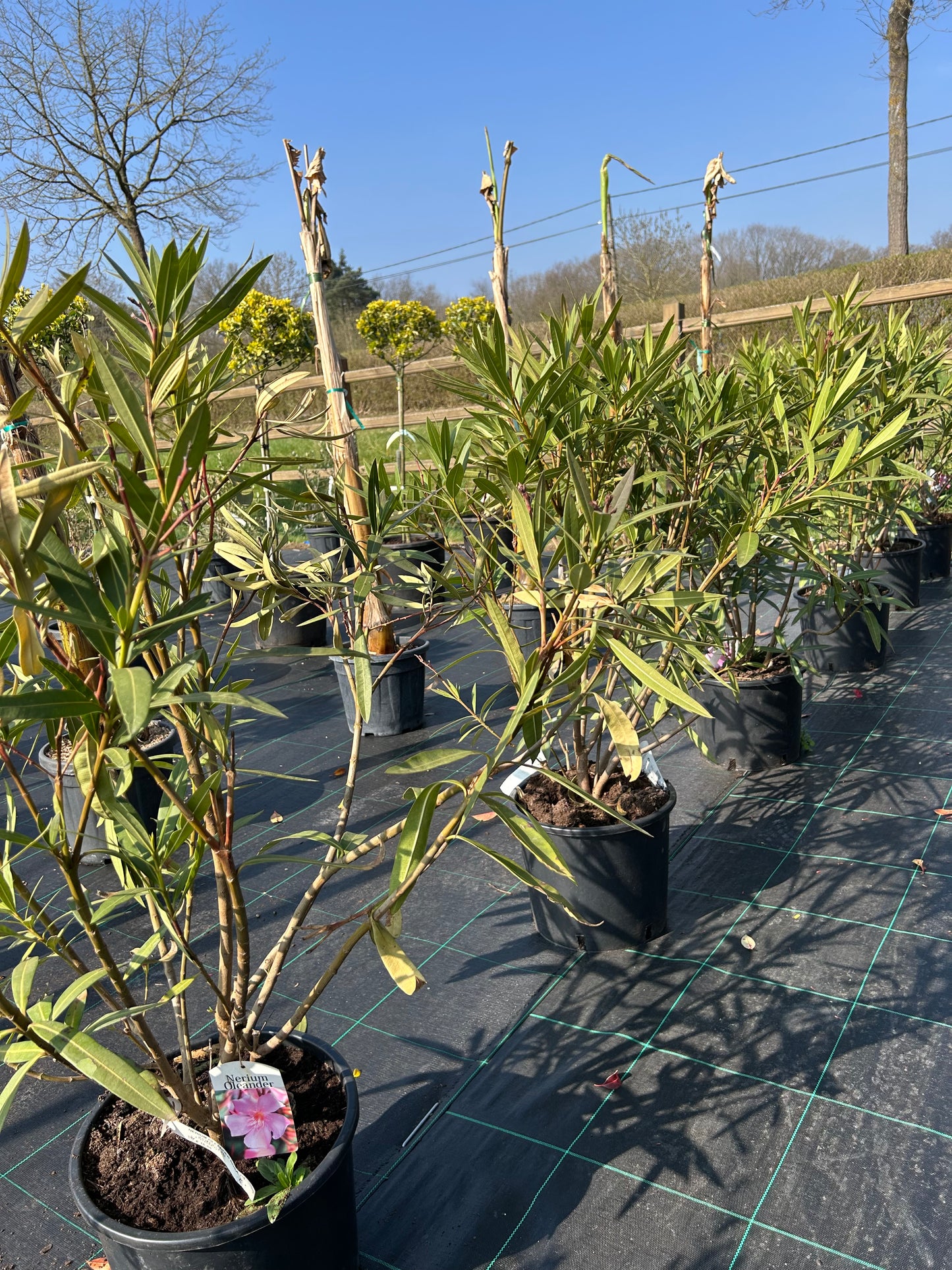 Nerium Oleander Rosa 10L