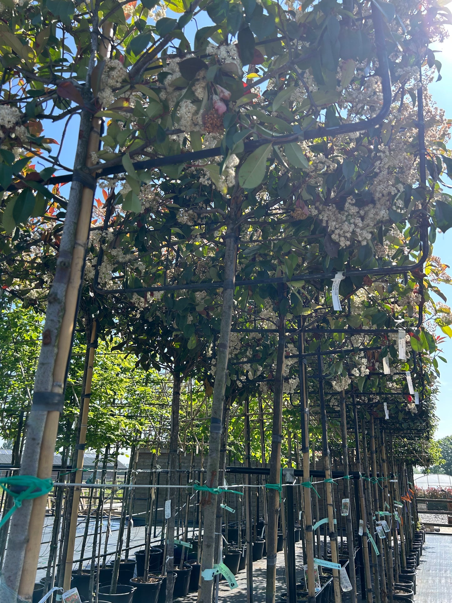 Photinia fraseri 'Red Robin' Leischerm hoogstam