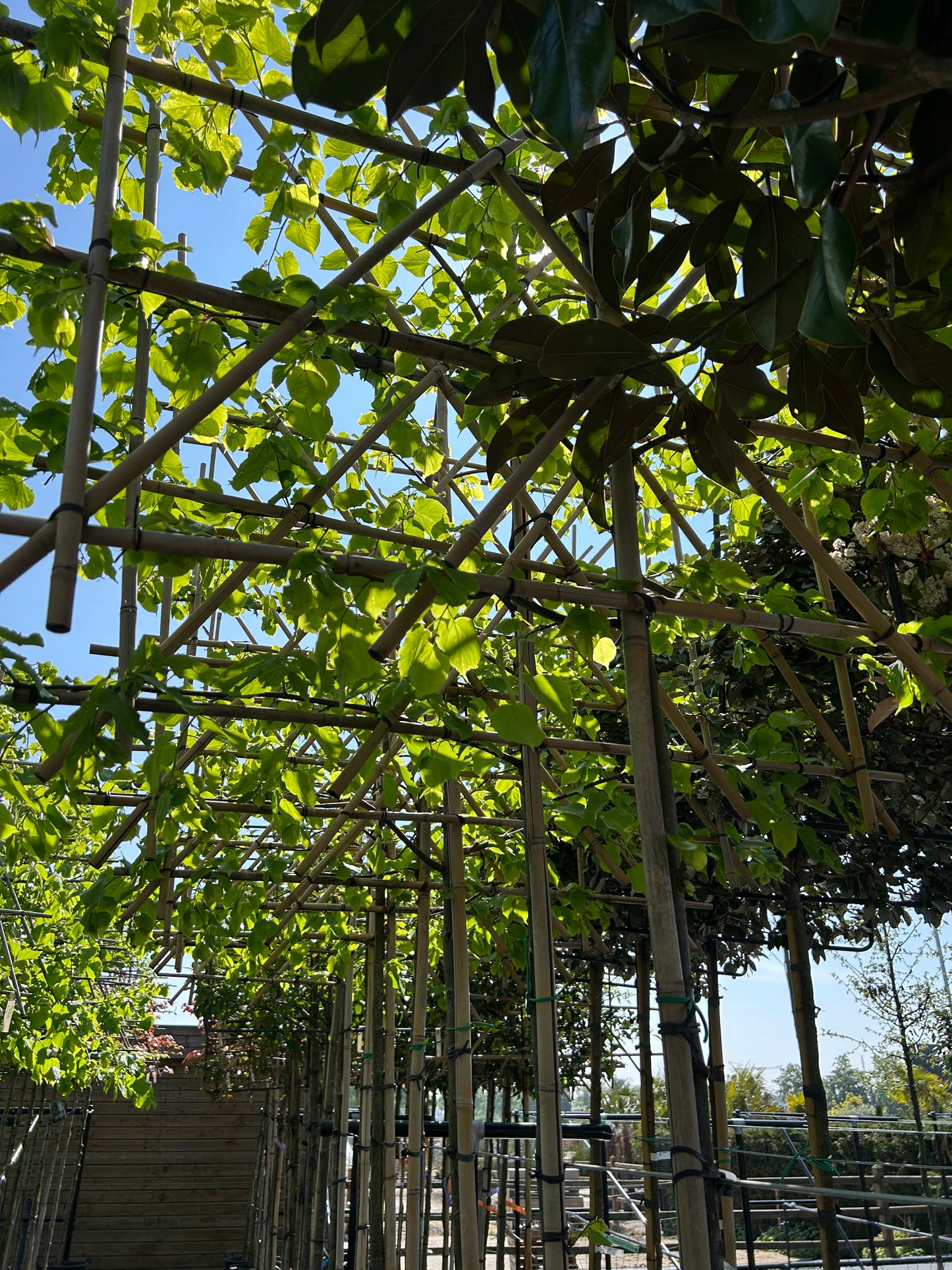 Tilia europaea Leischerm