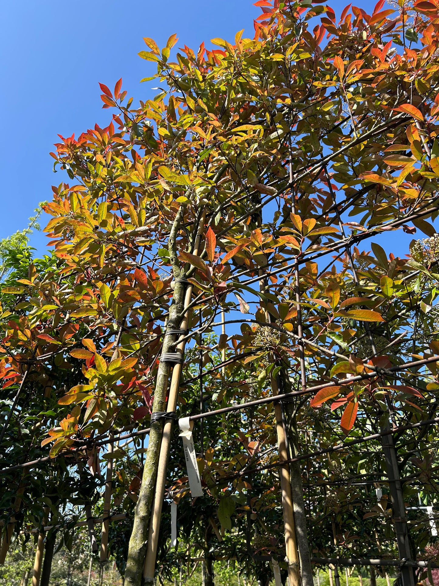 Photinia fraseri 'Red Robin'
