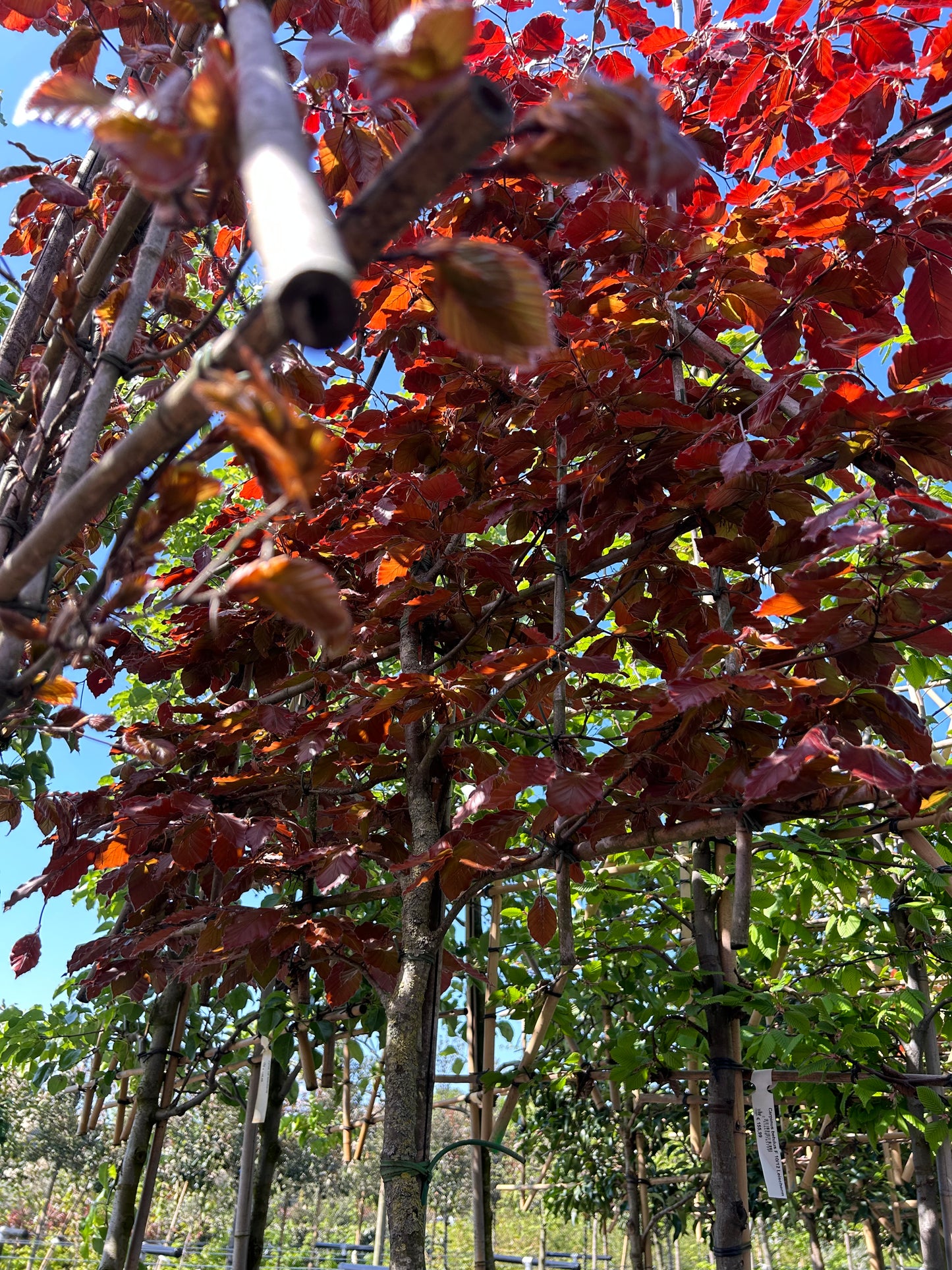 Fagus sylvatica 'Atropunicea' leischerm