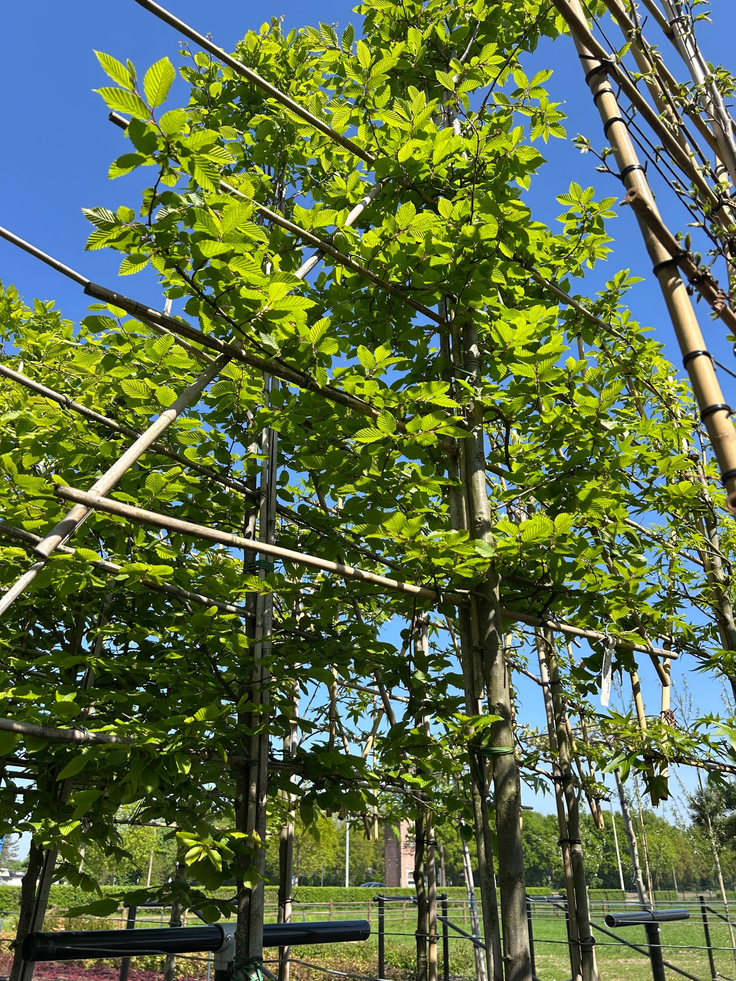 Carpinus betulus (groen) leischerm