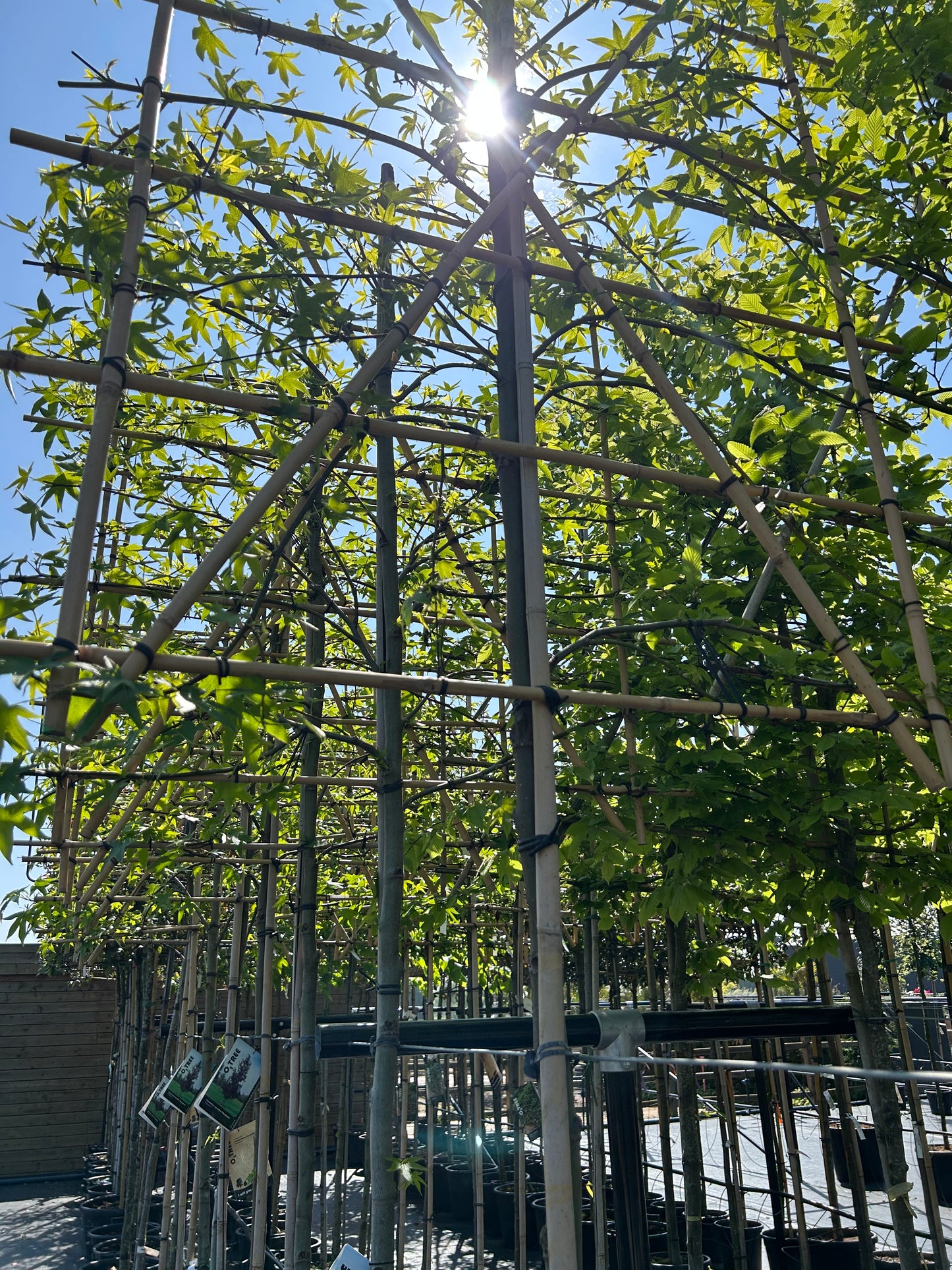 Liquidambar styraciflua leischerm