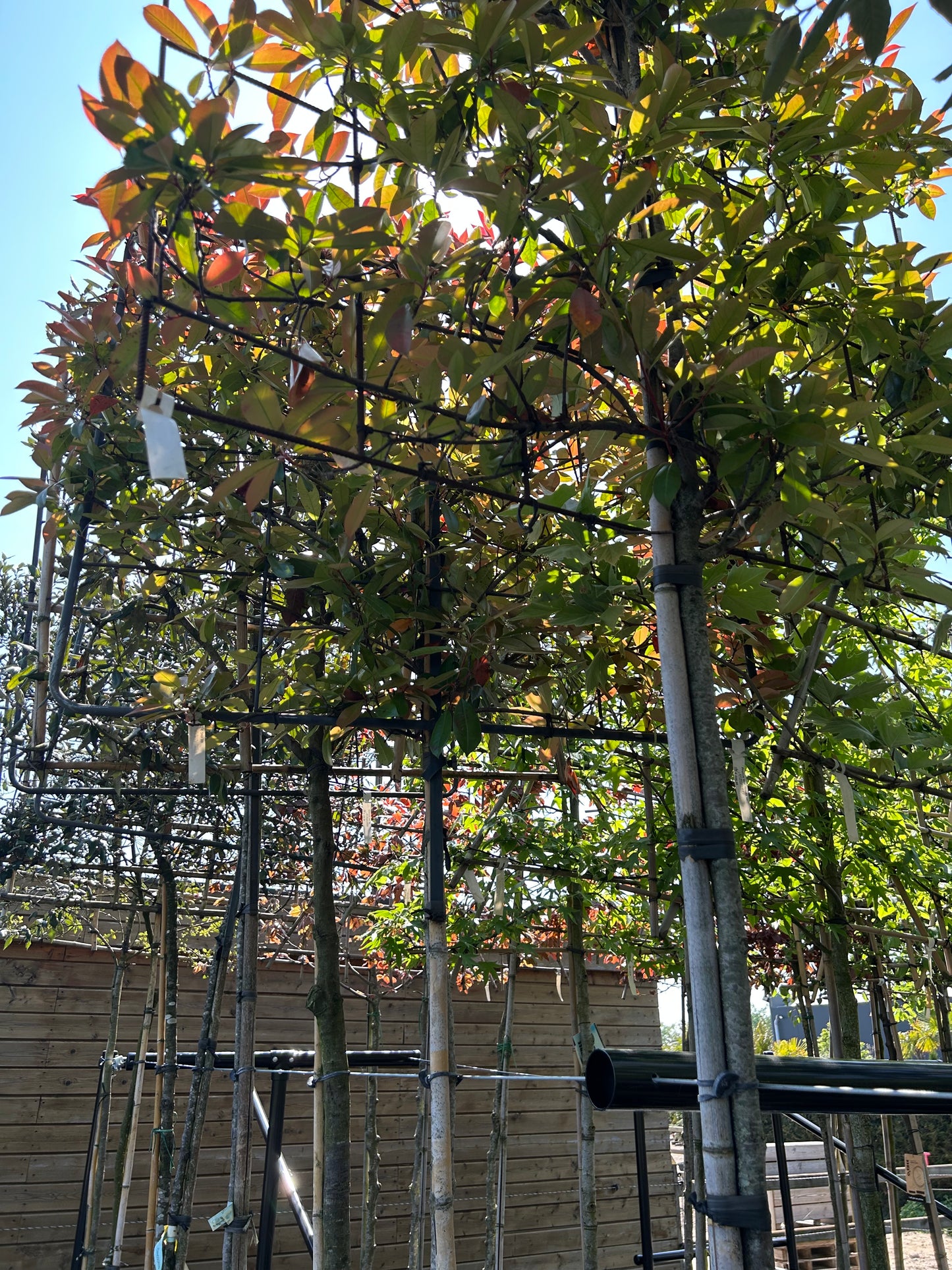 Photinia fraseri 'Red Robin' leischerm