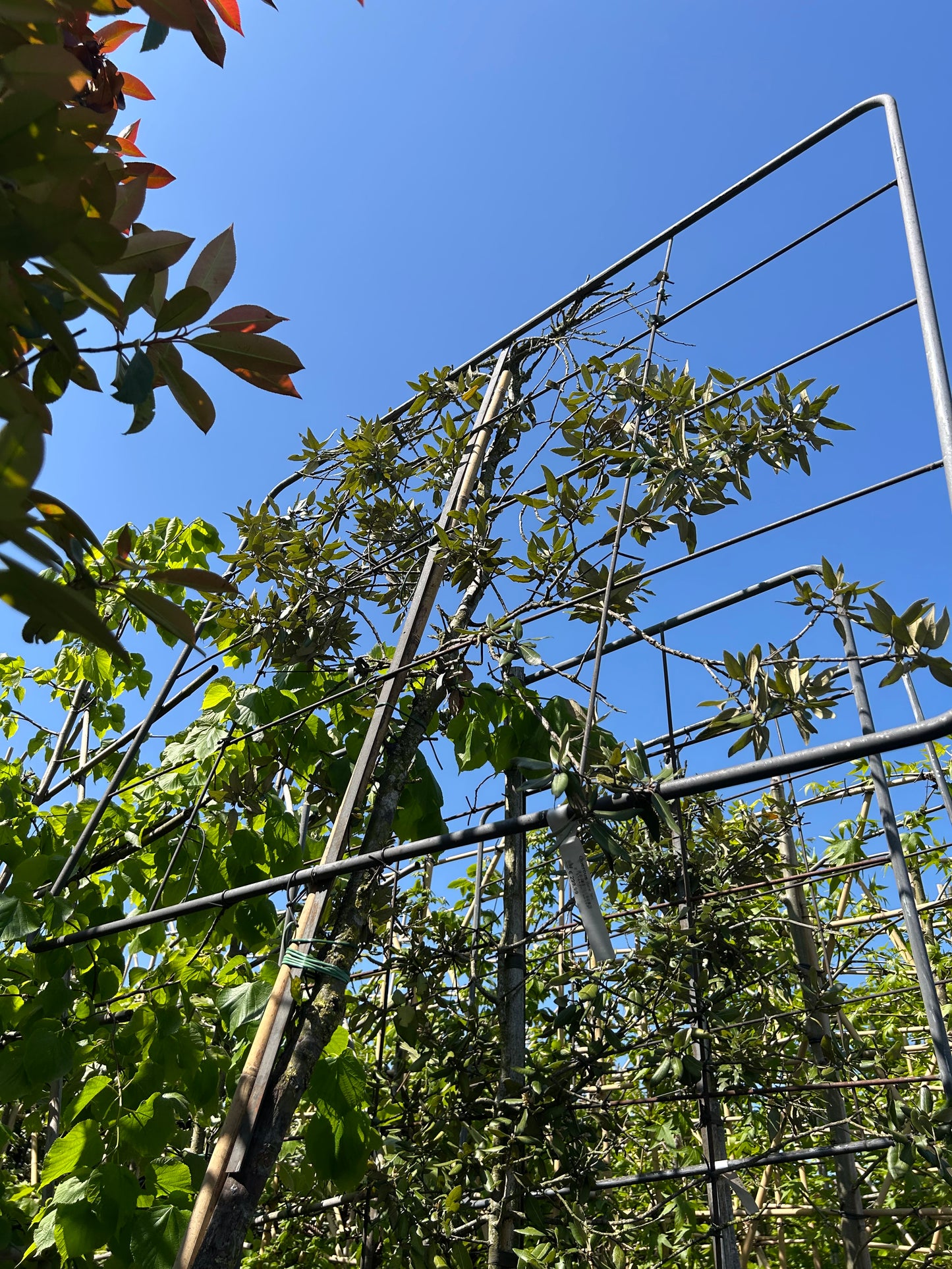 Quercus ilex Leischerm (groot)