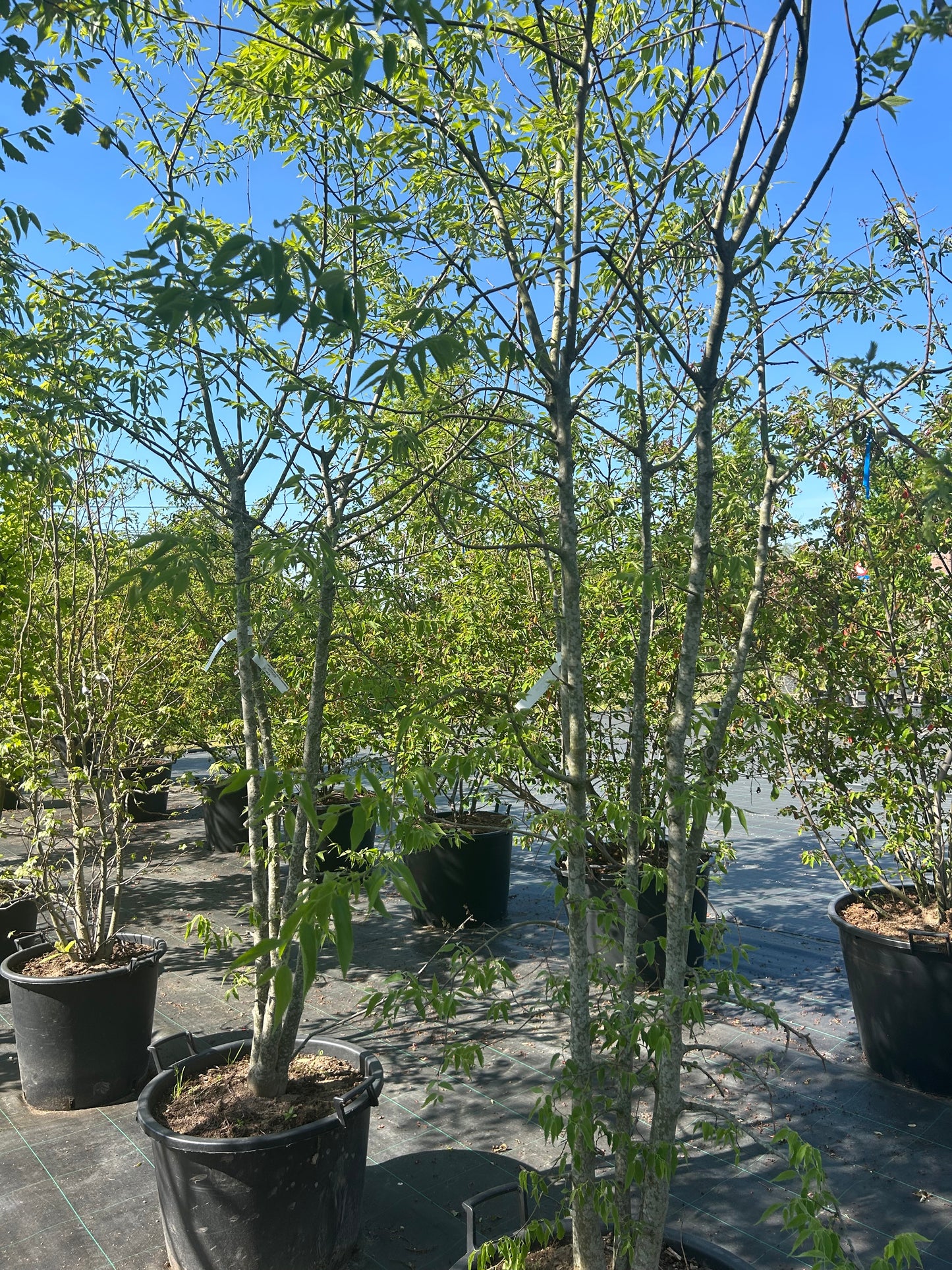 Celtis australis 200-250 meerstammig