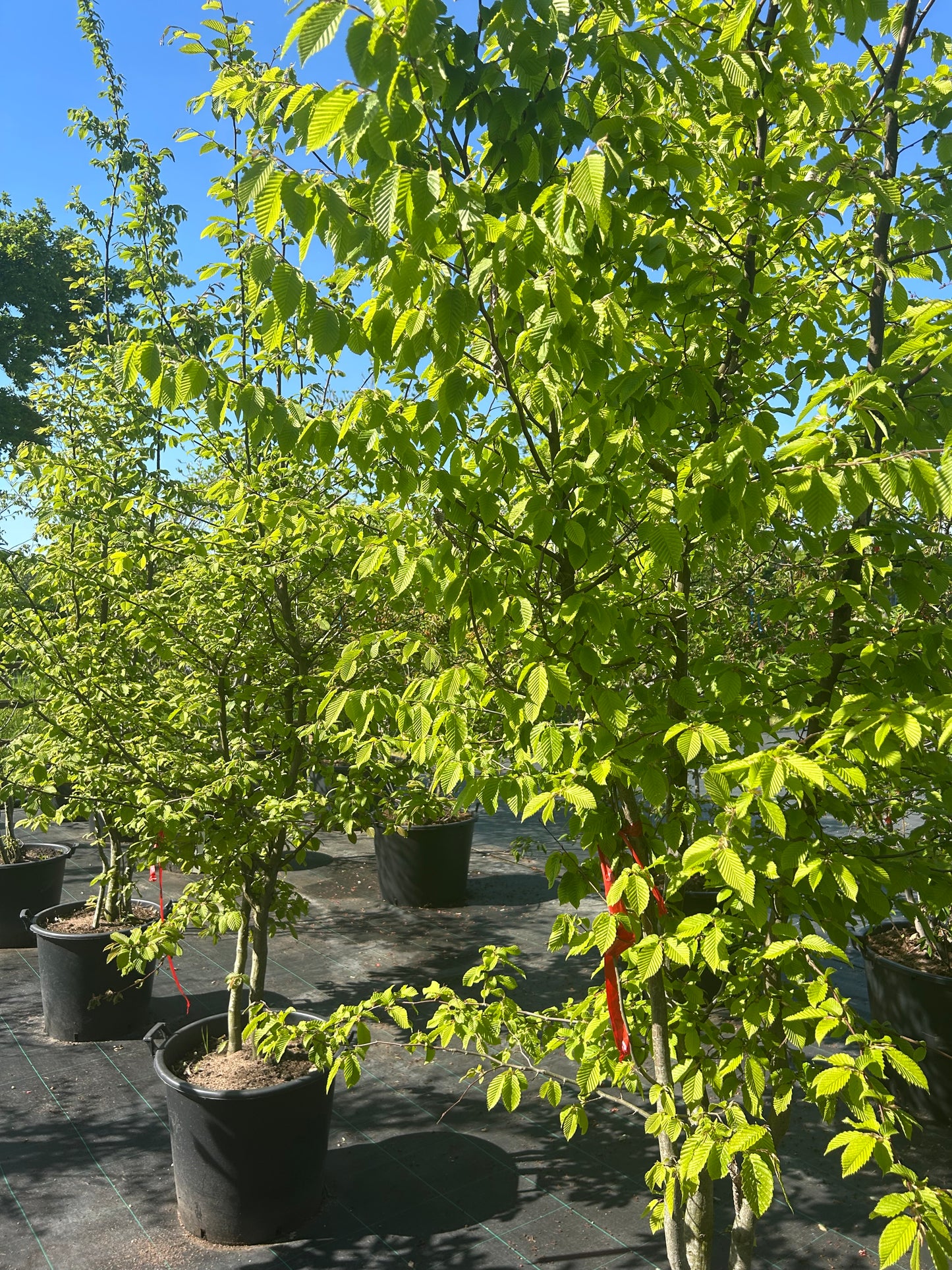 Carpinus betulus 175-200 meerstammig