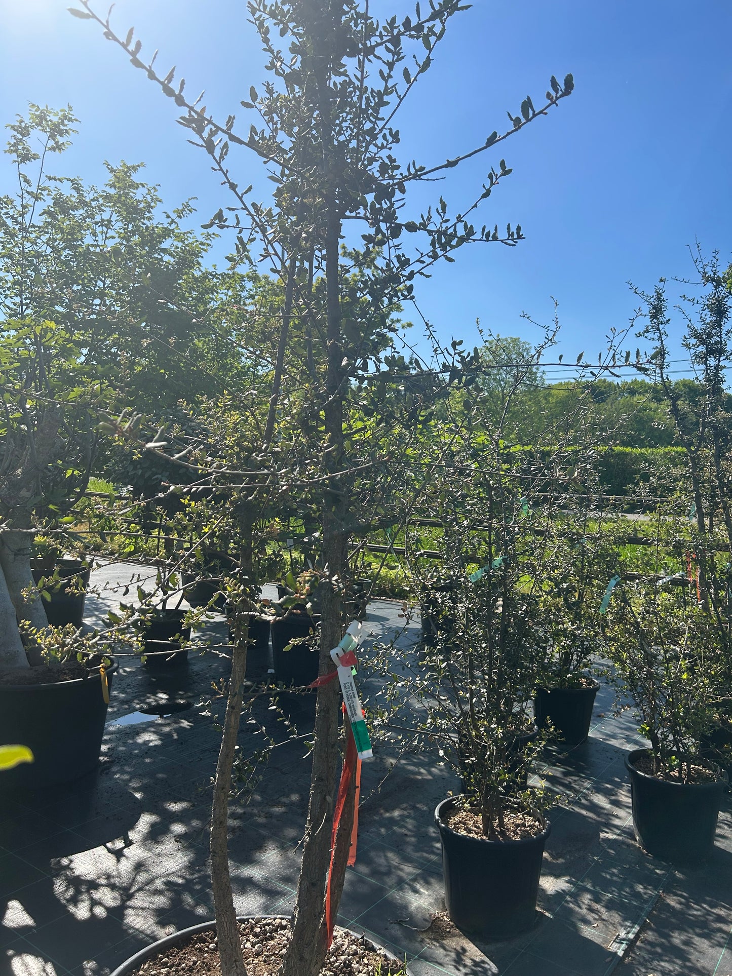 Quercus suber 200-275