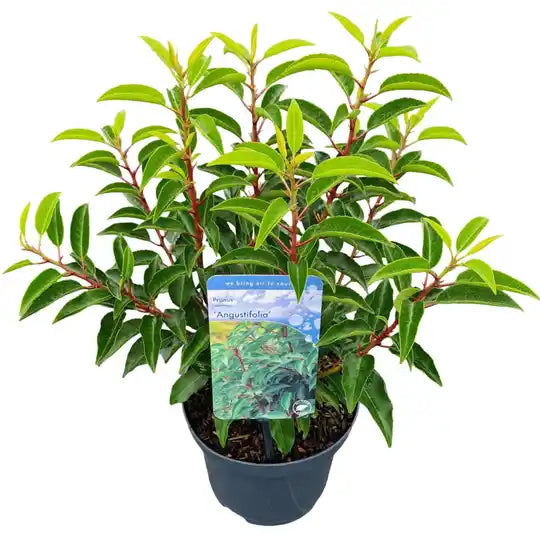 Prunus Lusitanica 'Angustifolia' Tuinplanten — 100cm