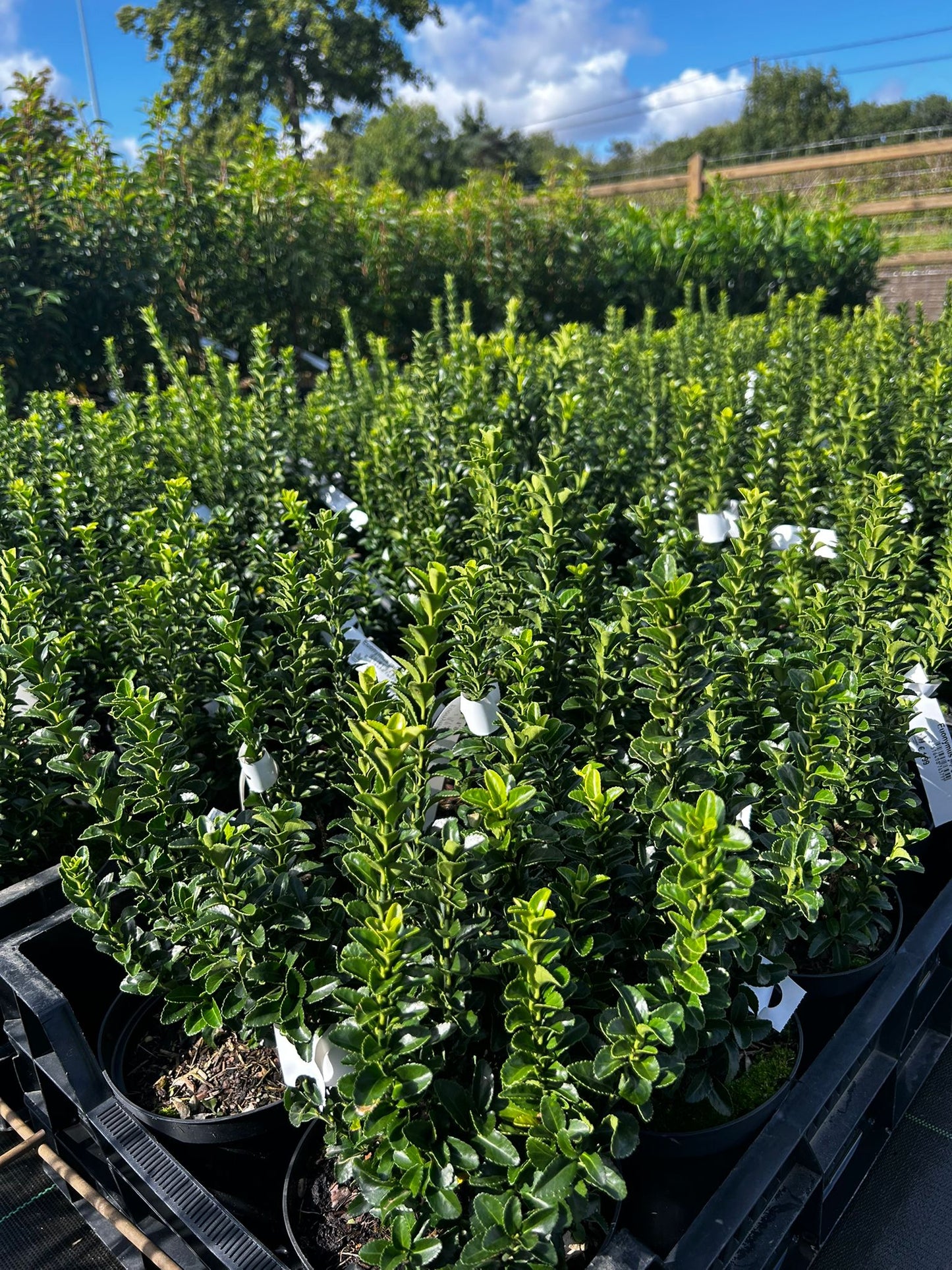Euonymus japonicus ‘Green Spire’ (Buxus vervanger)