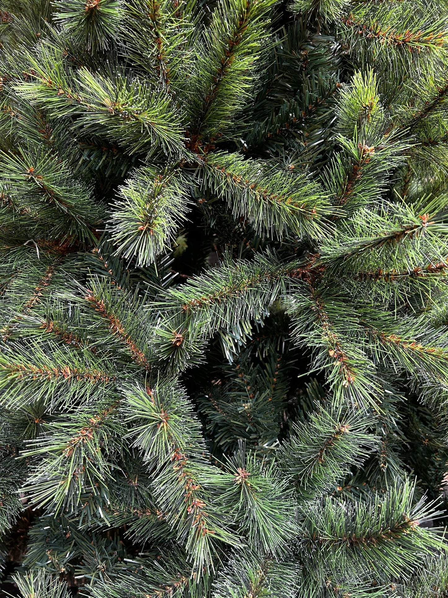 Kerstboom Carmanah