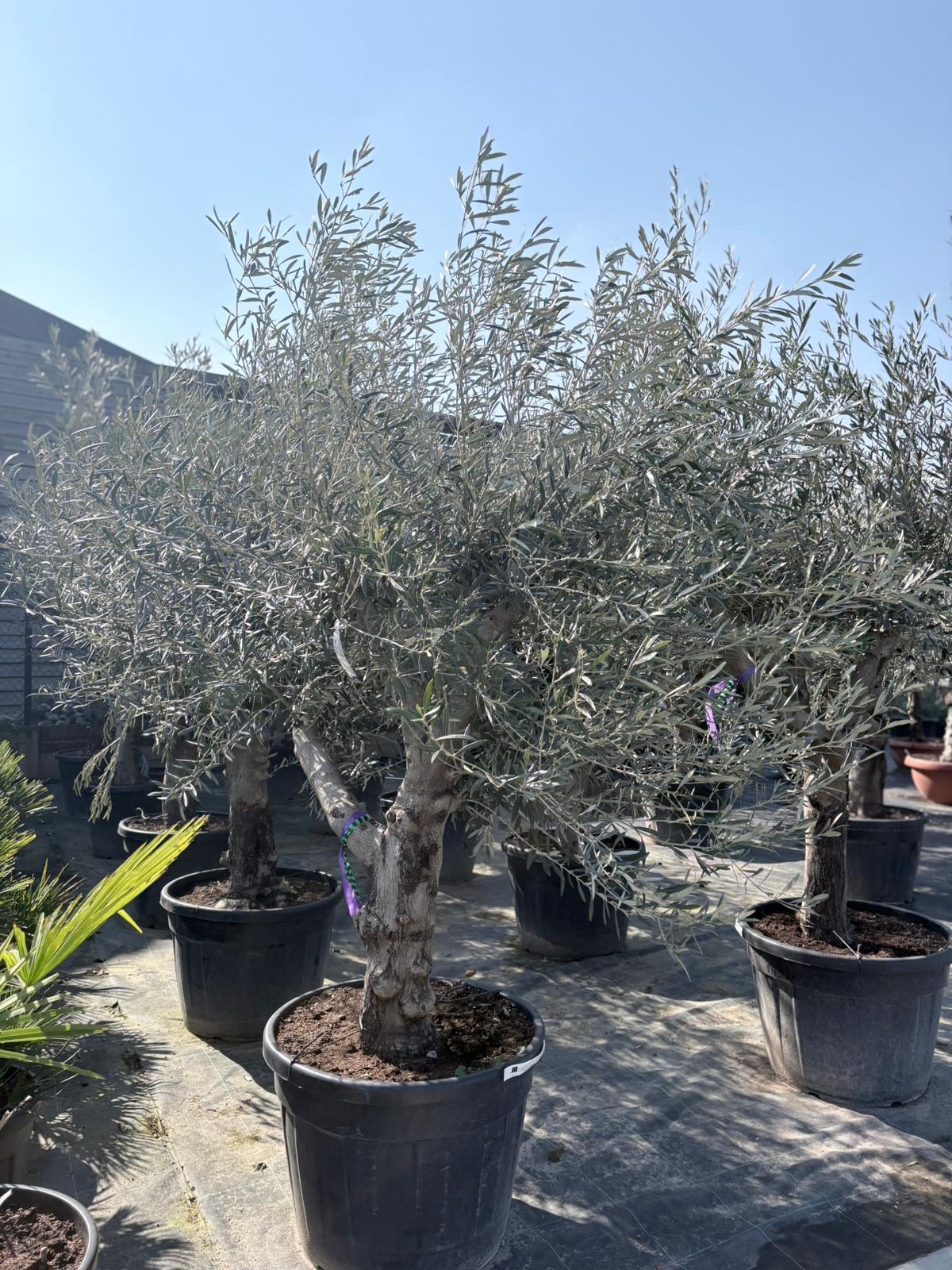 Olea europaea Hojiblanca