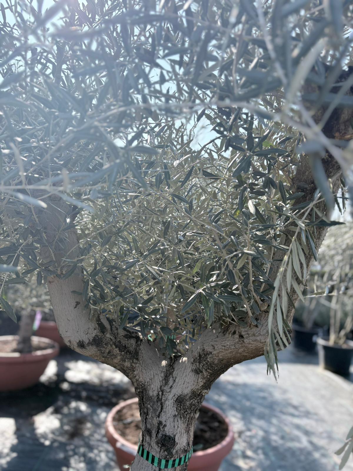 Olea europaea old skin