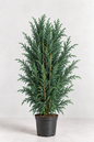 Cypressocyparis Leylanddii 80cm+