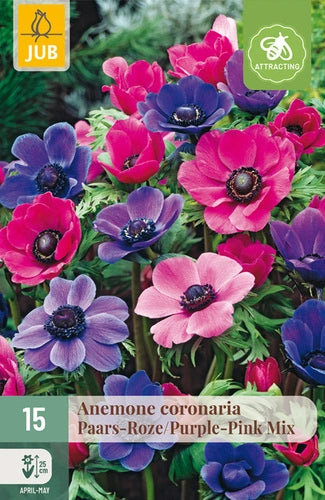 Anemone Coronaria Puprle pink mix