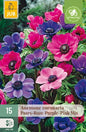 Anemone Coronaria Puprle pink mix