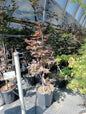 Acer palm. 'Red Emperor' 15Liter