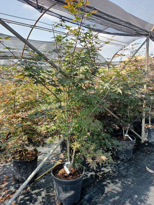 Acer palm. 'Red Emperor' Struik 25L