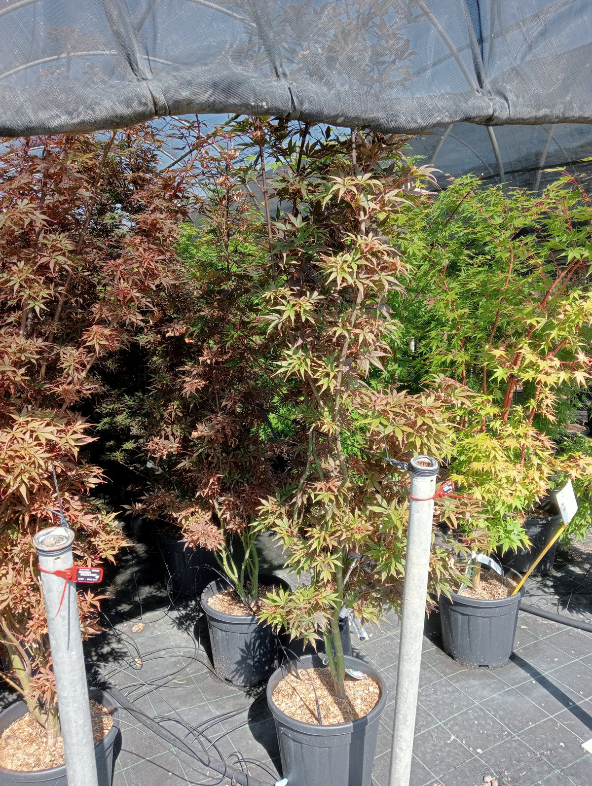 Acer Palm. Skeeter broom