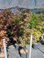 Acer Palm. Skeeter broom