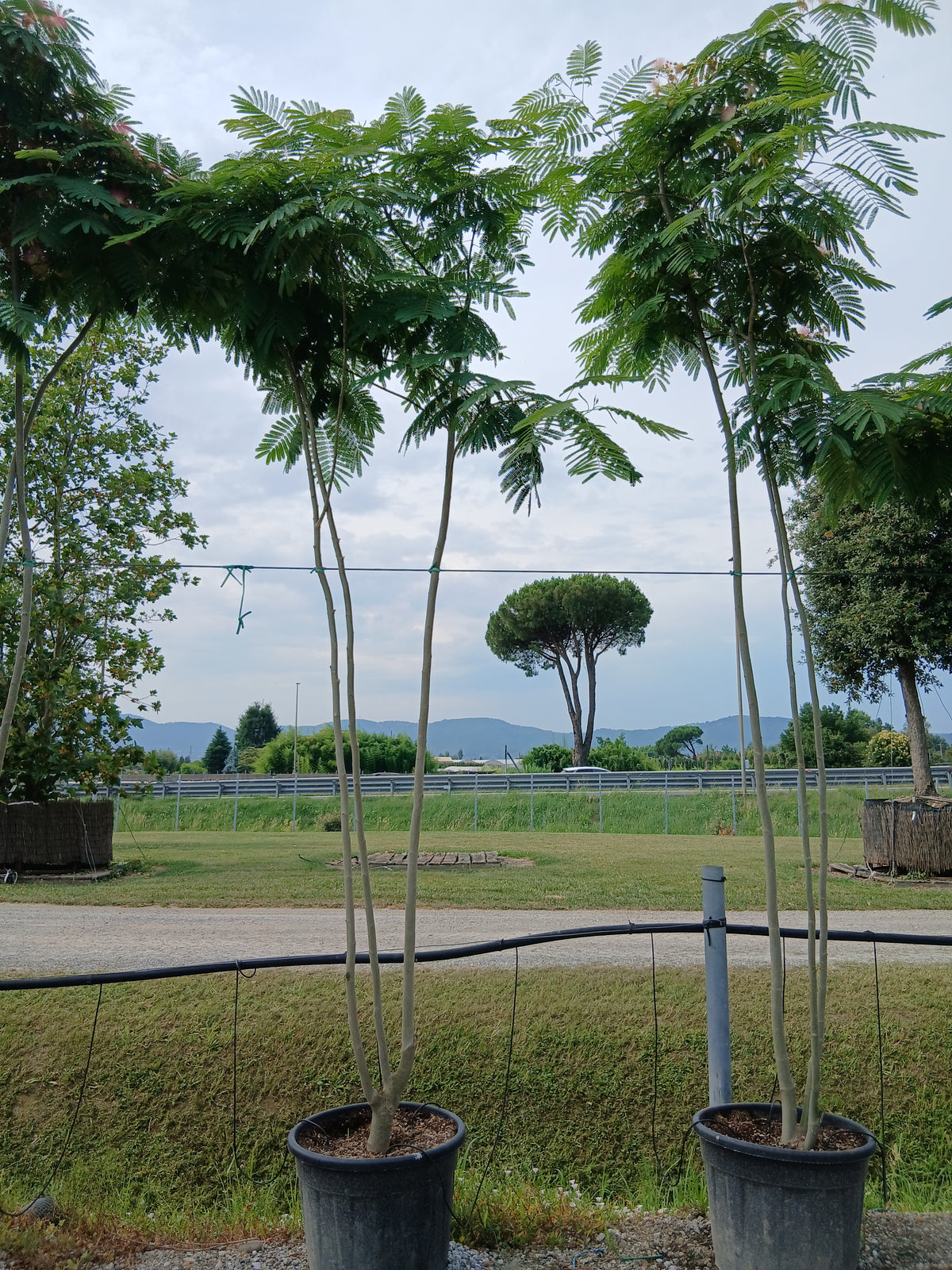 Alblizia Julibrissin/ombrella (boubri)