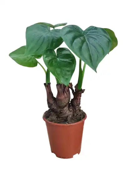 Alocasia Cucullata green Jewels