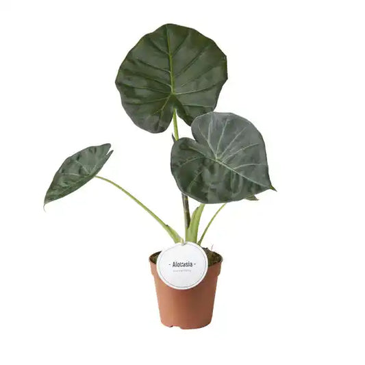 Alocasia Regal shield Green Jewels Groenblijvende Kamerplant