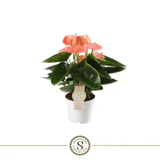 Anthurium 12cm Spirit Bloeiende Kamerplant