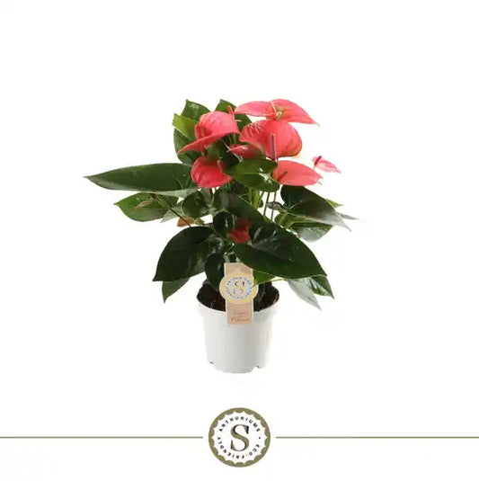 Anthurium Champion 12cm Pink Bloeiende Kamerplant