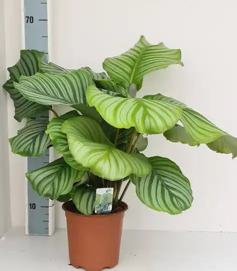 Calathea P27 Orbifolia Groenblijvende Kamerplant