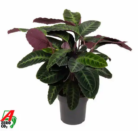 Calathea P27 Warscewiczii Groenblijvende Kamerplant