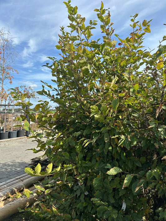 Carpinus Betulus