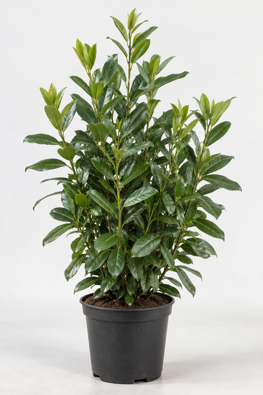 Prunus laurocerasus ‘Novita’, 60–80 cm.