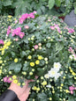 Chrysant pot 12 3 kleuren