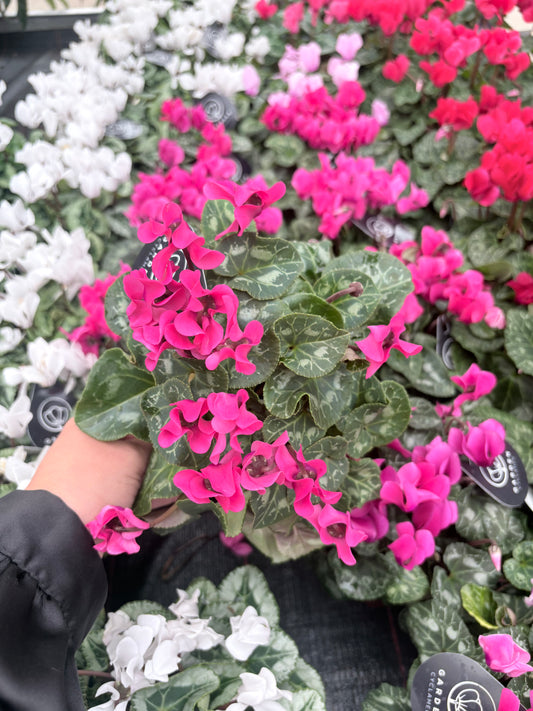 Cyclaam roze